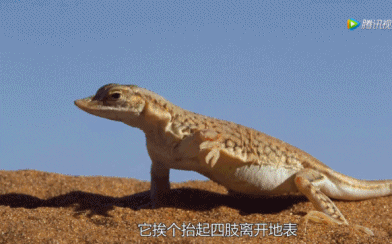 沙漠实在是太热了。所以沙漠上的蜥蜴，就得不断交换着抬起四肢，来感受“短暂的清凉”