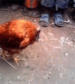 震惊！这只鸡没头还能活